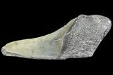 Partial Fossil Megalodon Tooth #89465-1